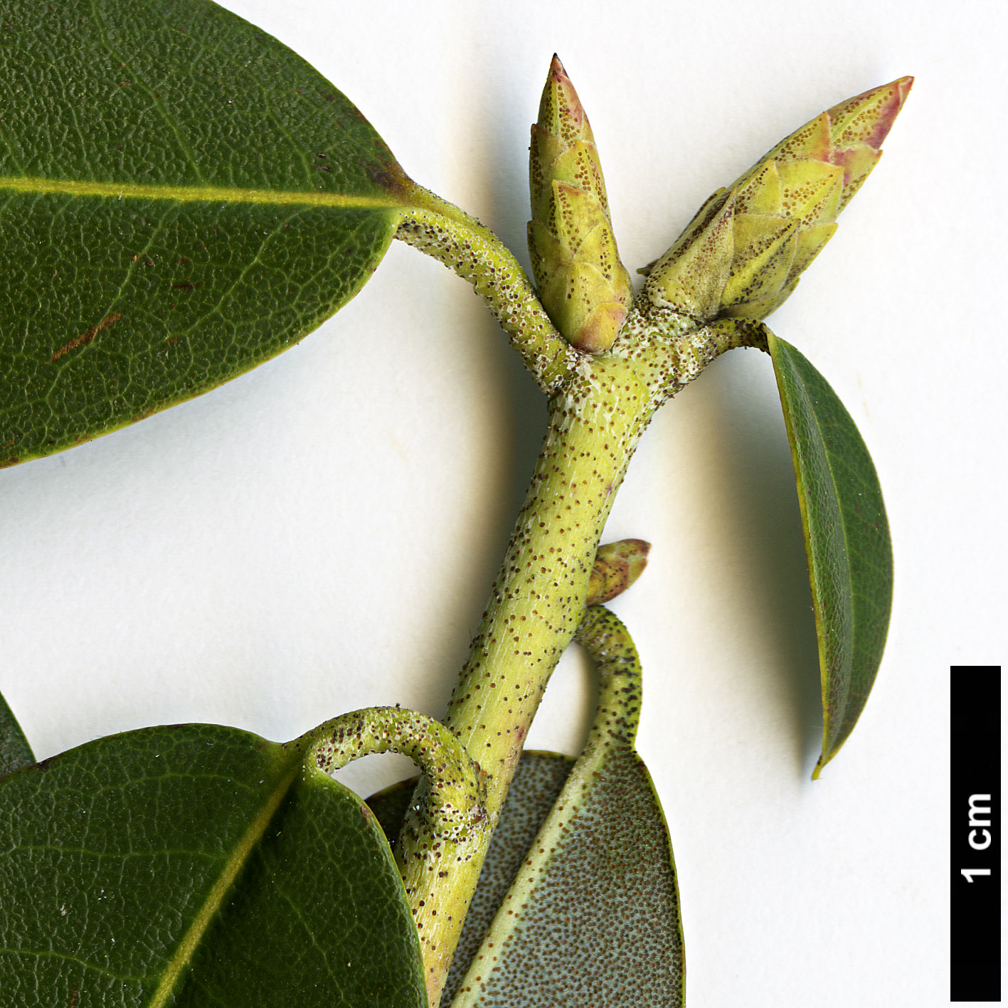 High resolution image: Family: Ericaceae - Genus: Rhododendron - Taxon: triflorum - SpeciesSub: var. bauhiniiflorum